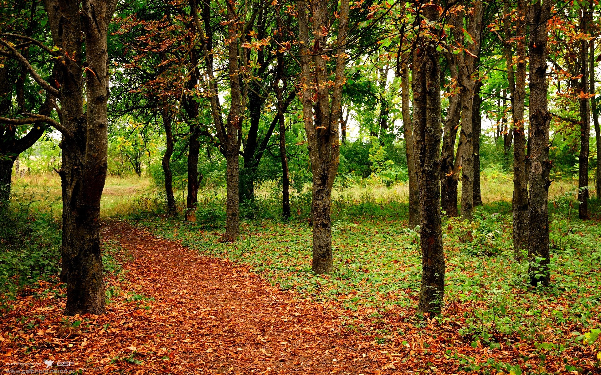 熊猫体育娱乐-森林狼队失利后调整阵容，迎战强敌备战，森林狼队伍