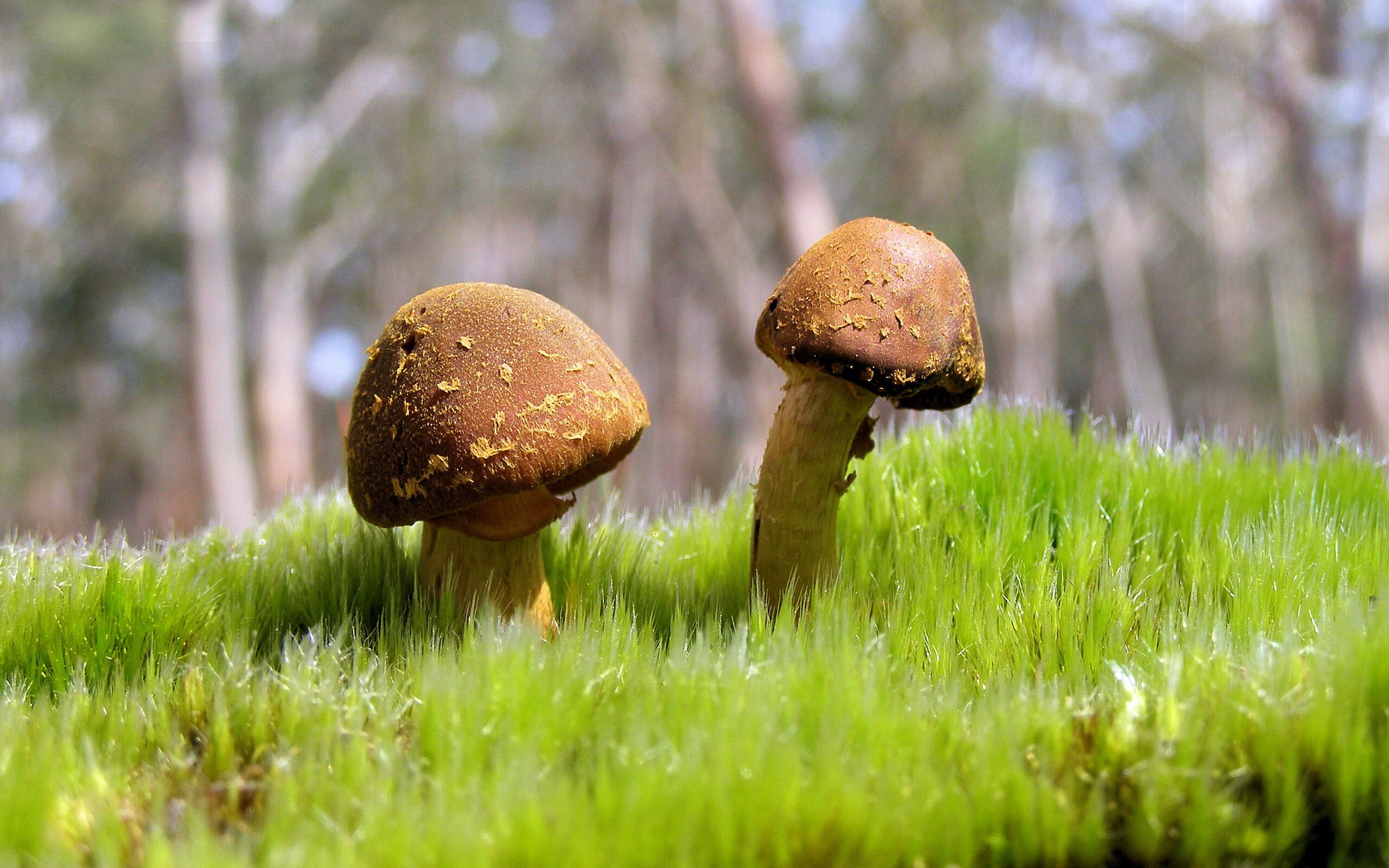 熊猫体育app下载-体育赛事票务管理创新,体育赛事门票设计包括如下内容