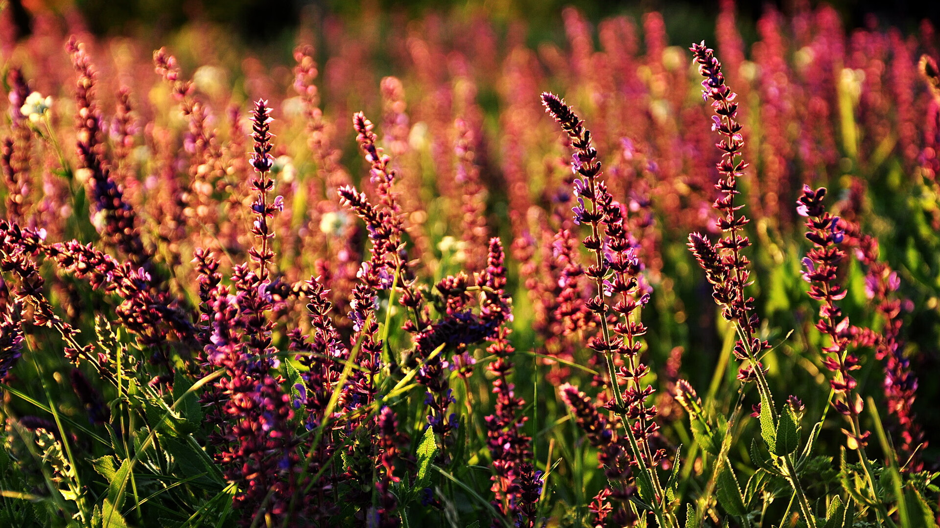 熊猫体育在线登录-未来足球场地设计趋势，融入更多科技元素，2021足球场地建设规划