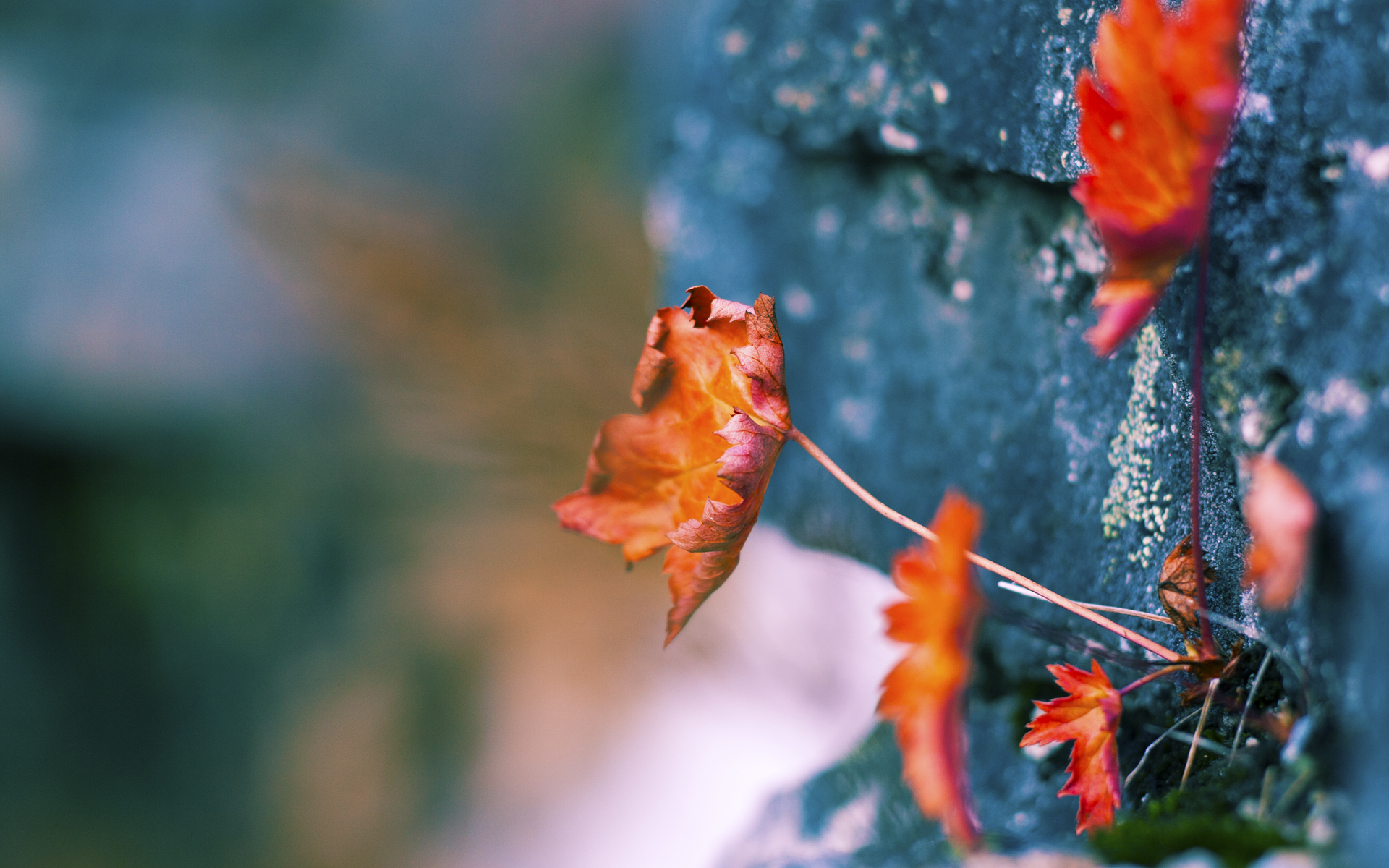 熊猫体育直播-篮球公益活动深入社区推广健康生活方式和运动文化，篮球公益活动主题